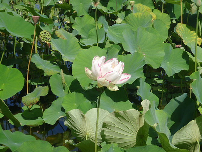 Fleurs, feuilles et fruits de lotus - © R. Quintin